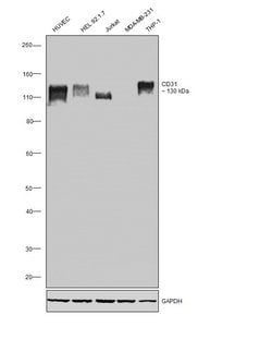Invitrogen CD31 Monoclonal Antibody (TLD-3A12) 250 &mu;g; Unconjugated:Antibodies,