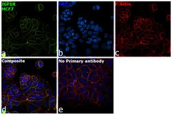 Invitrogen IGF1R (CD221) Monoclonal Antibody (1H7) 200 &mu;g; Unconjugated:Anticuerpos