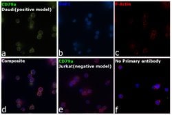 Invitrogen CD79a Monoclonal Antibody (HM57) 200 &mu;g; Unconjugated:Antibodies,
