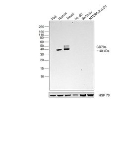 Invitrogen CD79a Monoclonal Antibody (HM57) 200 &mu;g; Unconjugated:Antibodies,
