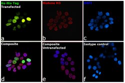 Invitrogen 6x-His Tag Monoclonal Antibody (AD1.1.10), FITC 100 &mu;g | Buy Online | Invitrogen&trade; | Fisher Scientific