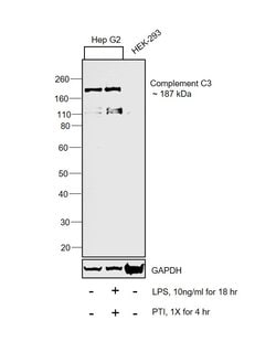 Invitrogen Complement C3b Monoclonal Antibody (013III-1.16) 100 &mu;g;