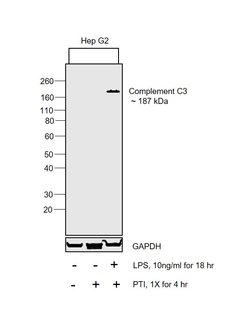 Invitrogen Complement C3b Monoclonal Antibody (H11) 50 &mu;g; Unconjugated:Antibodies,