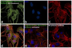 Angiotensin II/III Monoclonal Antibody (Ang II E7), Invitrogen 200 &mu;g;