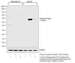 Angiotensin II/III Monoclonal Antibody (Ang II E7), Invitrogen 200 &mu;g;