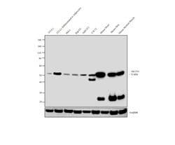 Invitrogen GLUT4 Monoclonal Antibody (1F8) 50 &mu;g; Unconjugated:Antibodies,