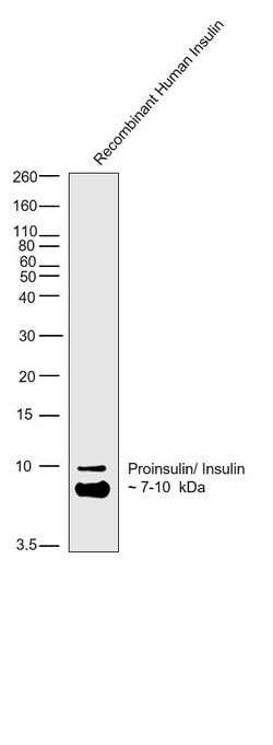 Invitrogen Insulin/Proinsulin Monoclonal Antibody (D3E7 (5B6/6)) 200 &mu;g;