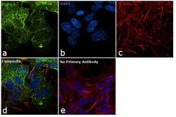 Invitrogen PGP9.5 Monoclonal Antibody (31A3) 200 &mu;g; Unconjugated:Antibodies,