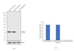 Invitrogen PGP9.5 Monoclonal Antibody (31A3) 200 &mu;g; Unconjugated:Antibodies,