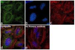 Invitrogen Alix Monoclonal Antibody (3A9) 100 &mu;g; Unconjugated:Antibodies,