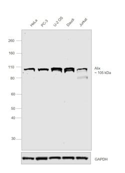 Invitrogen Alix Monoclonal Antibody (3A9) 100 &mu;g; Unconjugated:Antibodies,