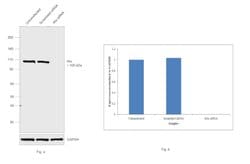 Invitrogen Alix Monoclonal Antibody (3A9) 100 &mu;g; Unconjugated:Antibodies,
