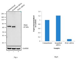 Invitrogen PLK1 Monoclonal Antibody (13E8) 100 &mu;g; Unconjugated:Antibodies,