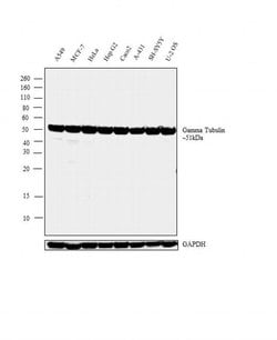 Invitrogen gamma Tubulin Monoclonal Antibody (4D11) 100 &mu;g; Unconjugated:Antibodies,