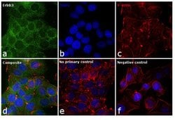 Invitrogen ErbB3 Monoclonal Antibody (RTJ2) 200 &mu;g; Unconjugated:Antibodies,