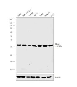 Invitrogen RPA2 Monoclonal Antibody (MA34) 100 &mu;L; Unconjugated:Antibodies,