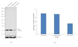 Invitrogen RPA2 Monoclonal Antibody (MA34) 100 &mu;L; Unconjugated:Antibodies,