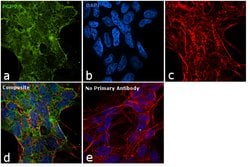 Invitrogen PGP9.5 Monoclonal Antibody (13C4) 500 &mu;L; Unconjugated:Antibodies,