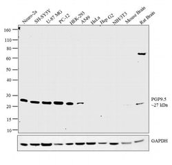 Invitrogen PGP9.5 Monoclonal Antibody (13C4) 500 &mu;L; Unconjugated:Antibodies,