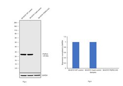 Invitrogen PGP9.5 Monoclonal Antibody (13C4) 500 &mu;L; Unconjugated:Antibodies,