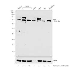 Invitrogen Myb Monoclonal Antibody (IOA3) 100 &mu;g; Unconjugated:Antibodies,