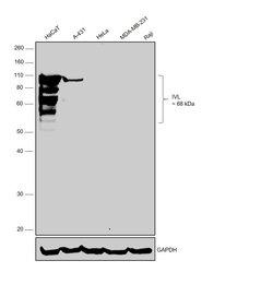 Involucrin Monoclonal Antibody (SY8), Invitrogen 100 &mu;g; Unconjugated:Antibodies,
