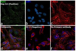 Invitrogen PLP1 Monoclonal Antibody (plpc 1) 50 &mu;g; Unconjugated:Antibodies,