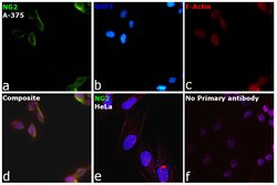 Invitrogen NG2 Monoclonal Antibody (LHM 2) 100 &mu;g; Unconjugated:Antibodies,