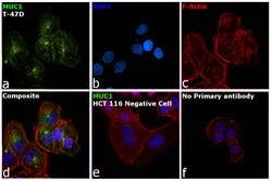 Invitrogen MUC1 Monoclonal Antibody (EMA 201) 500 &mu;L; Unconjugated:Antibodies,