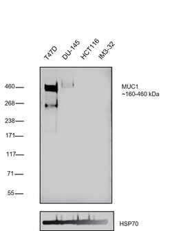Invitrogen MUC1 Monoclonal Antibody (EMA 201) 500 &mu;L; Unconjugated:Antibodies,