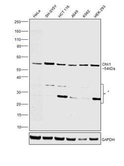 Invitrogen Chk1 Monoclonal Antibody (DCS-310) 100 &mu;g; Unconjugated:Antibodies,