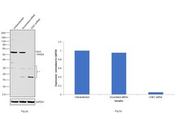 Invitrogen Chk1 Monoclonal Antibody (DCS-310) 100 &mu;g; Unconjugated:Antibodies,