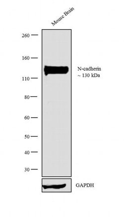 Invitrogen N-cadherin Monoclonal Antibody (CH-19) 100 &mu;L; Unconjugated:Antibodies,