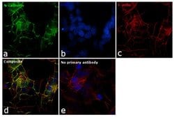 Invitrogen N-cadherin Monoclonal Antibody (CH-19) 100 &mu;L; Unconjugated:Antibodies,