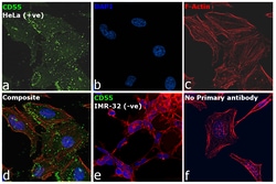 Invitrogen CD55 Monoclonal Antibody (BRIC-216) 200 &mu;g; Unconjugated:Antibodies,