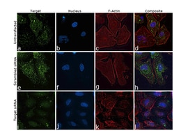Invitrogen CD55 Monoclonal Antibody (BRIC-216) 200 &mu;g; Unconjugated:Antibodies,