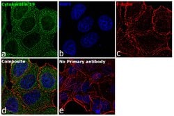 Invitrogen Cytokeratin 19 Monoclonal Antibody (BA16) 100 &mu;g; Unconjugated:Antibodies,