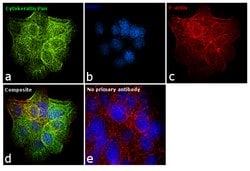 Invitrogen Cytokeratin Pan Monoclonal Antibody (B311.1) 500 &mu;L; Unconjugated:Antibodies,