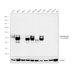 Invitrogen Cytokeratin Pan Monoclonal Antibody (B311.1) 500 &mu;L; Unconjugated:Antibodies,