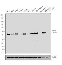 beta Actin Monoclonal Antibody (AC-15), Invitrogen 100 &mu;L; Unconjugated:Antibodies,