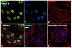 Invitrogen DNMT3A Monoclonal Antibody (64B814) 100 &mu;g; Unconjugated:Antibodies,