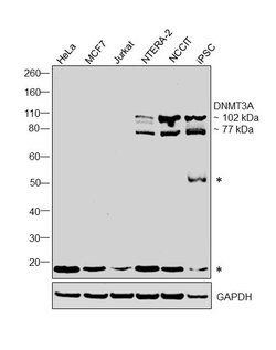 Invitrogen DNMT3A Monoclonal Antibody (64B814) 100 &mu;g; Unconjugated:Antibodies,