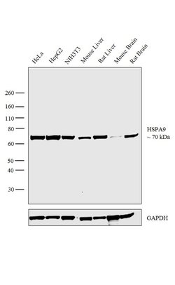 Invitrogen HSPA9 Monoclonal Antibody (30A5) 25 &mu;L; Unconjugated:Antibodies,