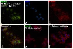 Invitrogen Nestin Monoclonal Antibody (2Q178) 50 &mu;g; Unconjugated:Antibodies,