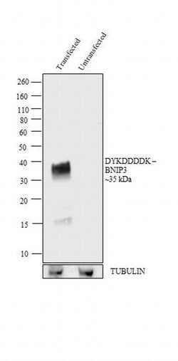 Invitrogen DYKDDDDK Tag Monoclonal Antibody (FG4R), Biotin 50 &mu;L; Biotin:Antibodies,