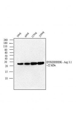 Invitrogen DYKDDDDK Tag Monoclonal Antibody (FG4R), Biotin 50 &mu;L; Biotin:Antibodies,