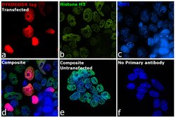 Invitrogen&trade;&nbsp;DYKDDDDK Tag Monoclonal Antibody (FG4R), DyLight&trade; 680