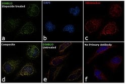 Invitrogen DIABLO Monoclonal Antibody (SMAC 17 1-87) 100 &mu;g; Unconjugated:Antibodies,