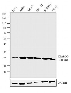 Invitrogen DIABLO Monoclonal Antibody (SMAC 17 1-87) 100 &mu;g; Unconjugated:Antibodies,