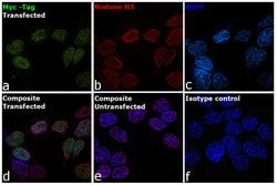 Invitrogen c-Myc Monoclonal Antibody (9E10), DyLight 488 50 &mu;L; DyLight